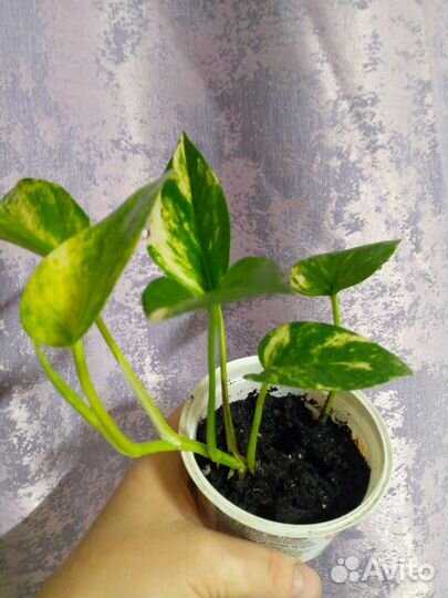 Бегония глуар, эпипремнум, Санса, монстера