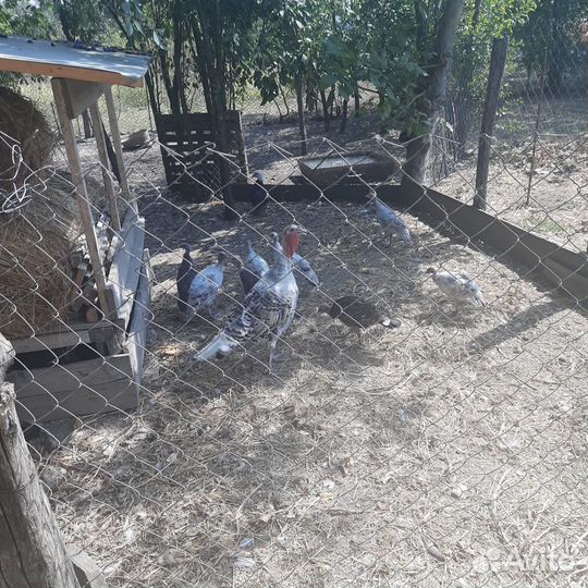 Домашняя птица