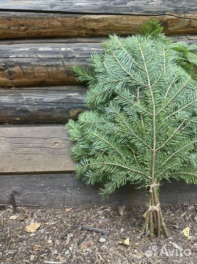 Веник пихтовый для бани