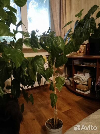 Цветы бесплатно