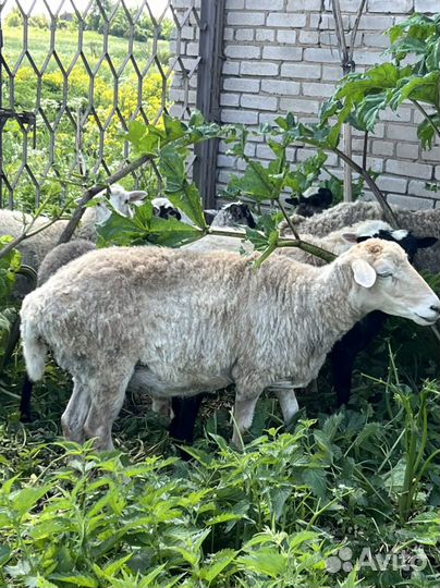 Овцы бараны ягнята романовские оптом
