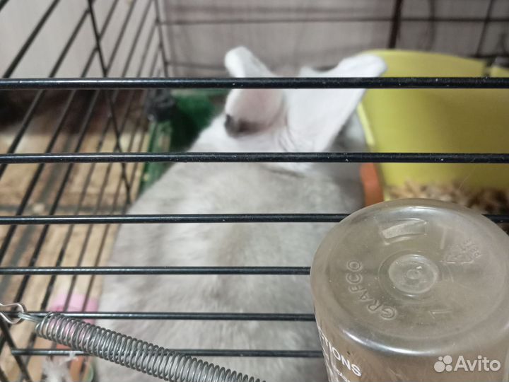 Декоративные кролики