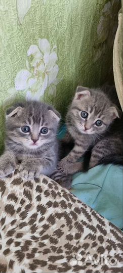 Шотландские котята