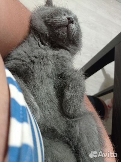 Британский кот