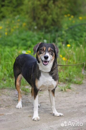 Лапа - собака компаньон 50 см