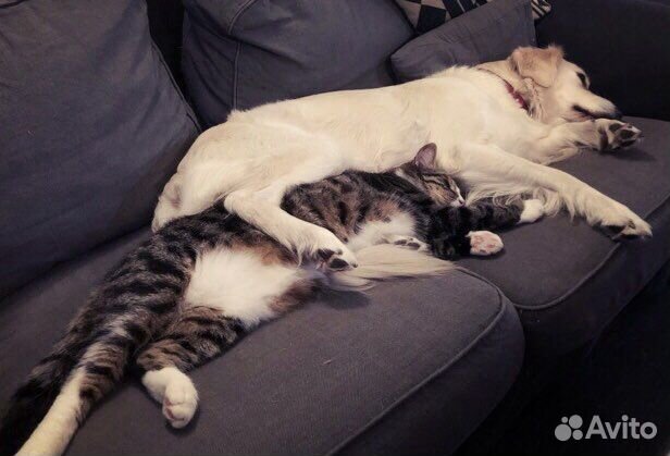 Передержка животных. Детский сад для животных