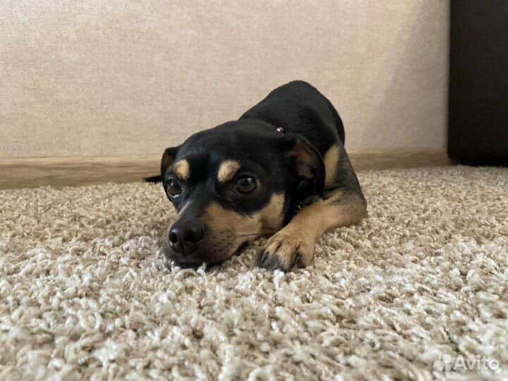 Русский той-терьер вязка