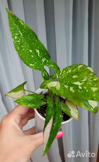 Сингониумы Серый призрак, Неон, Батик, Панда