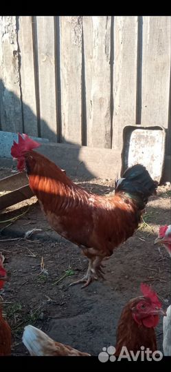Молодые петухи