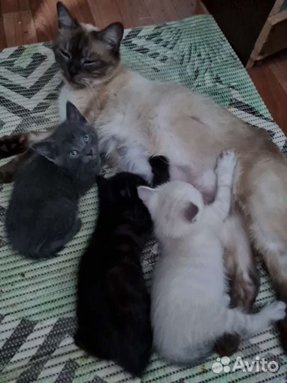 Кошка