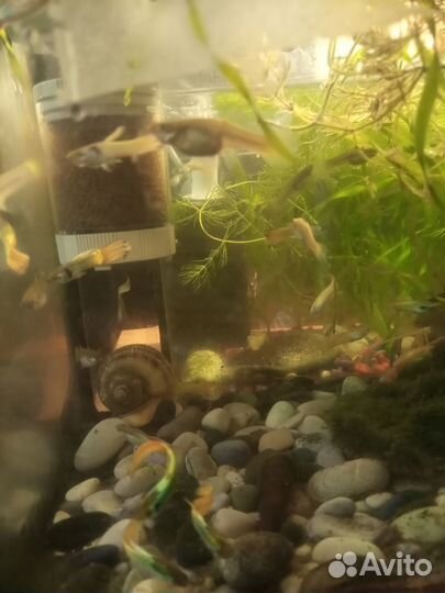 Продам неоновых гупешек