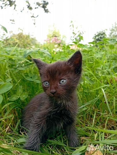 Черный котенок (мальчик)