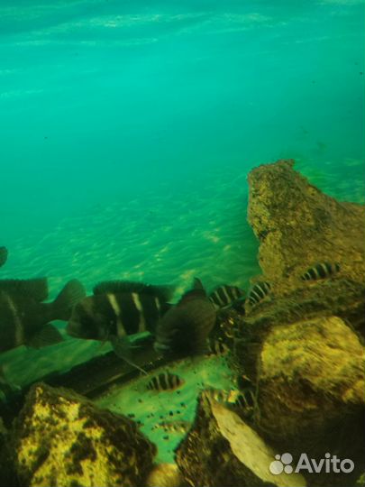 Фронтоза королева Танганьики