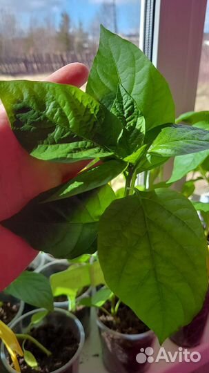 Рассада помидор и перцев