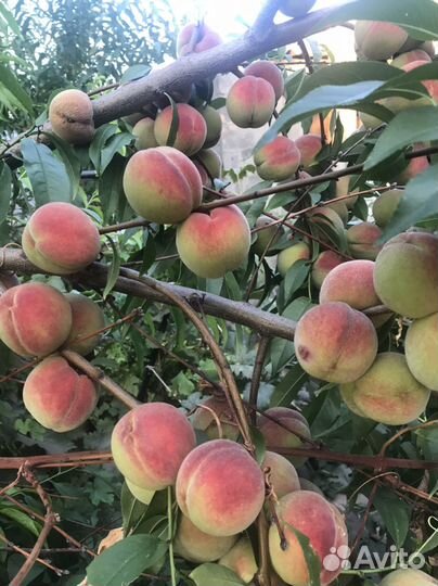 Саженцы персика