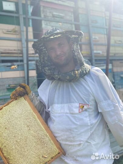 Мед подсолнечный