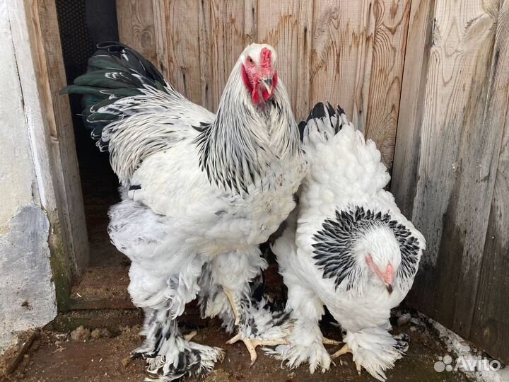 Инкубационное яйцо / цыплята Брама и Орпингтон