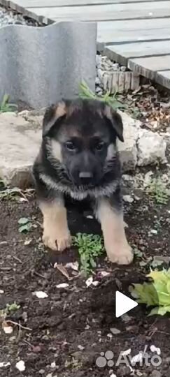 Щенки немецкой овчарки
