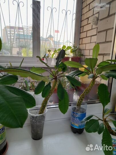 Молочай беложильчатый