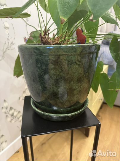 Антуриум красный