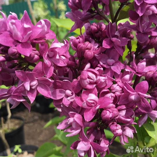 Сирень сортовая