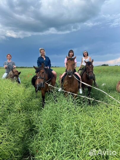 Конные прогулки
