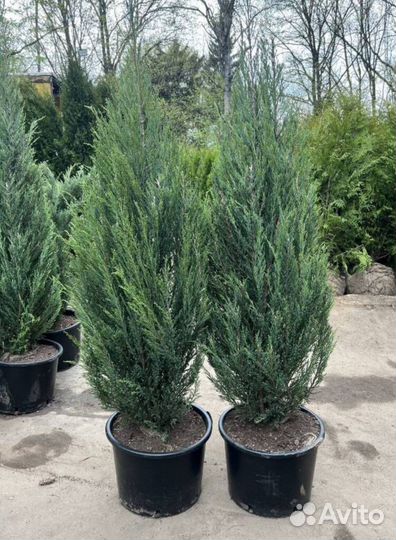 Можжевельник Блю Эрроу из питомника с доставкой