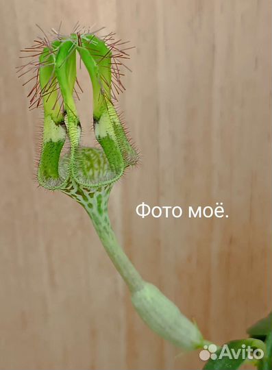 Цветы разные(часть 6)