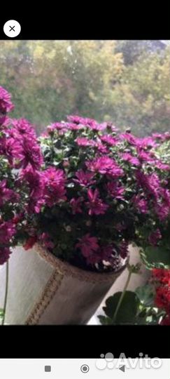 Хризантемы мультифлора