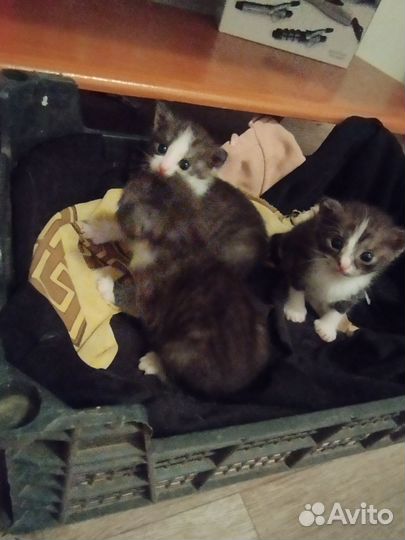 Кошка с котятами