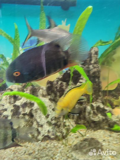 Северум красноплечий