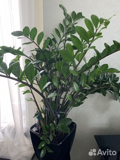 Замиокулькас