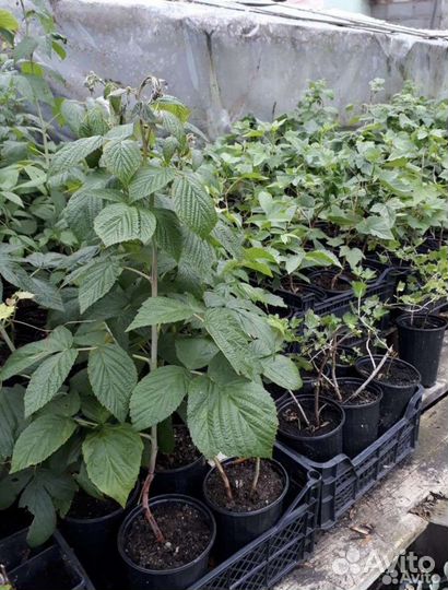 Саженцы смородины, крыжовника