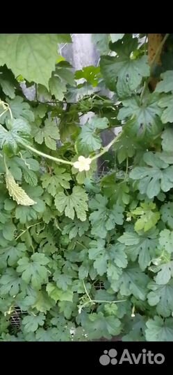 Очень красивое растение с цветочками