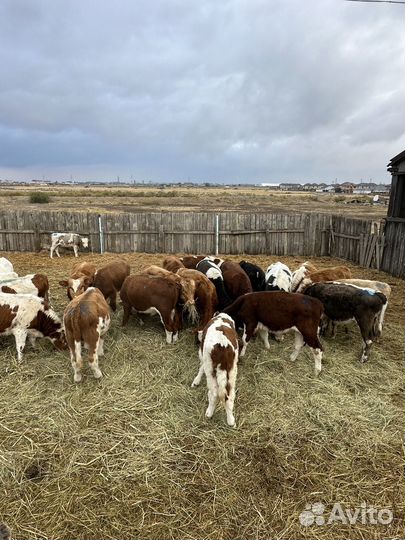 Бычки 64 головы