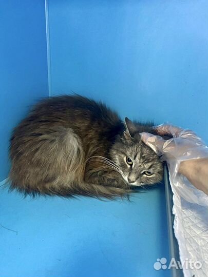 Кошка на выпуск