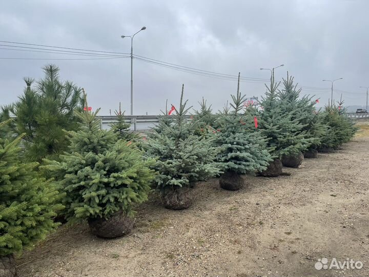 Ель голубая глаука