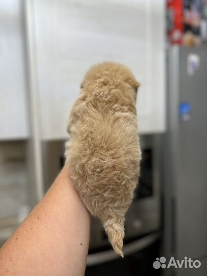 Мальтипу f1 mini и micro