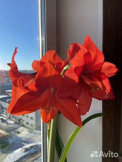 Гиппеаструм амариллис