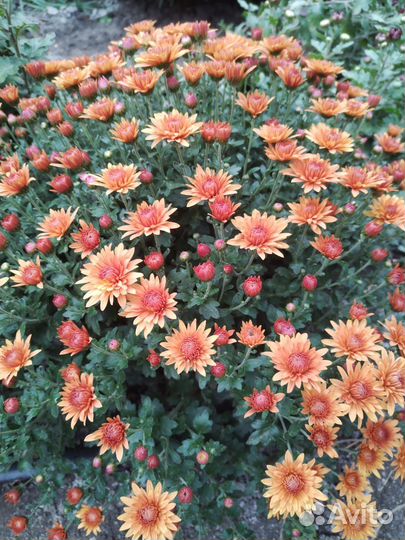 Хризантемы мультифлора