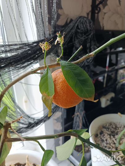 Мандарин, Кофе арабика, комнатная мята