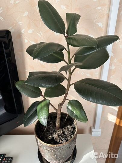 Фикус каучуконосный