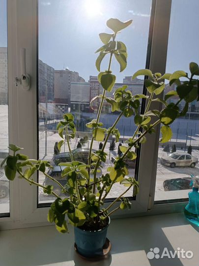 Домашняя мята