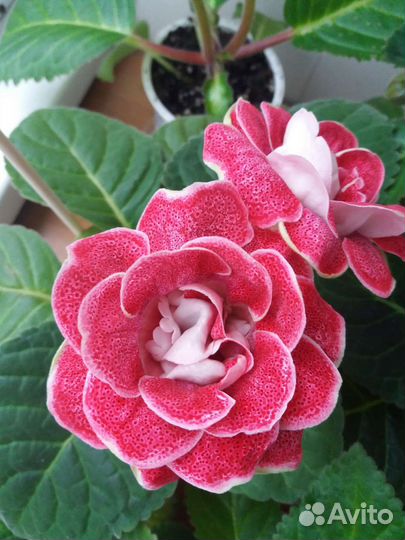 Глоксинии сортовые