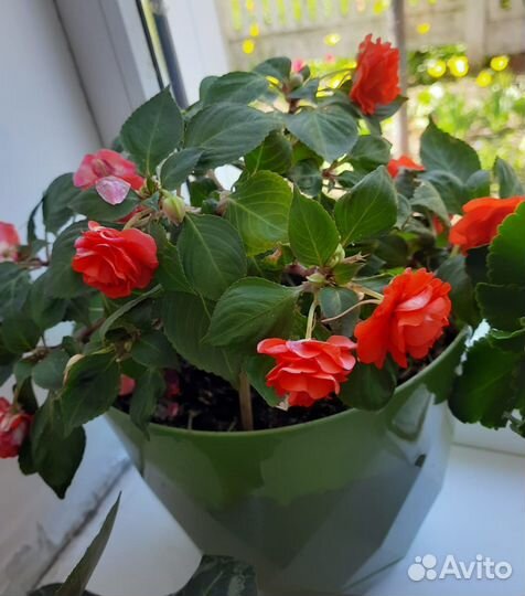 Комнатные цветы