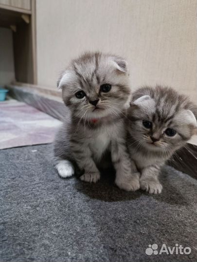 Шотландские вислоухие котята