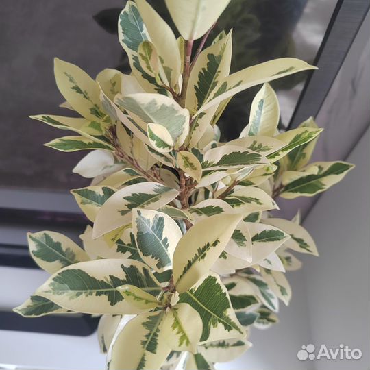 Фикус альбоморгината