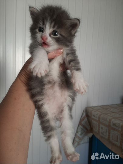 Кошки в добрые руки бесплатно