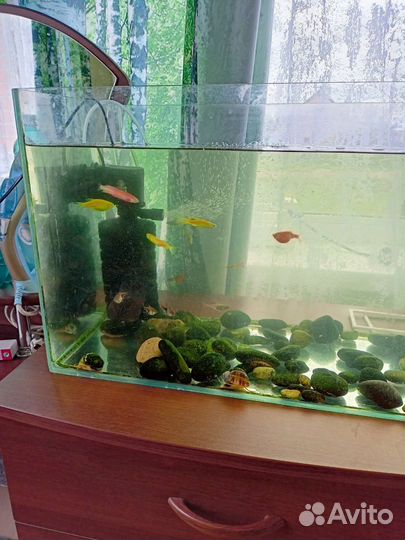 Аквариум с рыбками