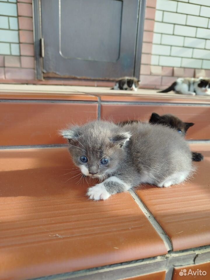 Котята в добрые руки бесплатно